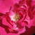 Rózsaszín - Virágágyi polianta rózsa - Lafayette